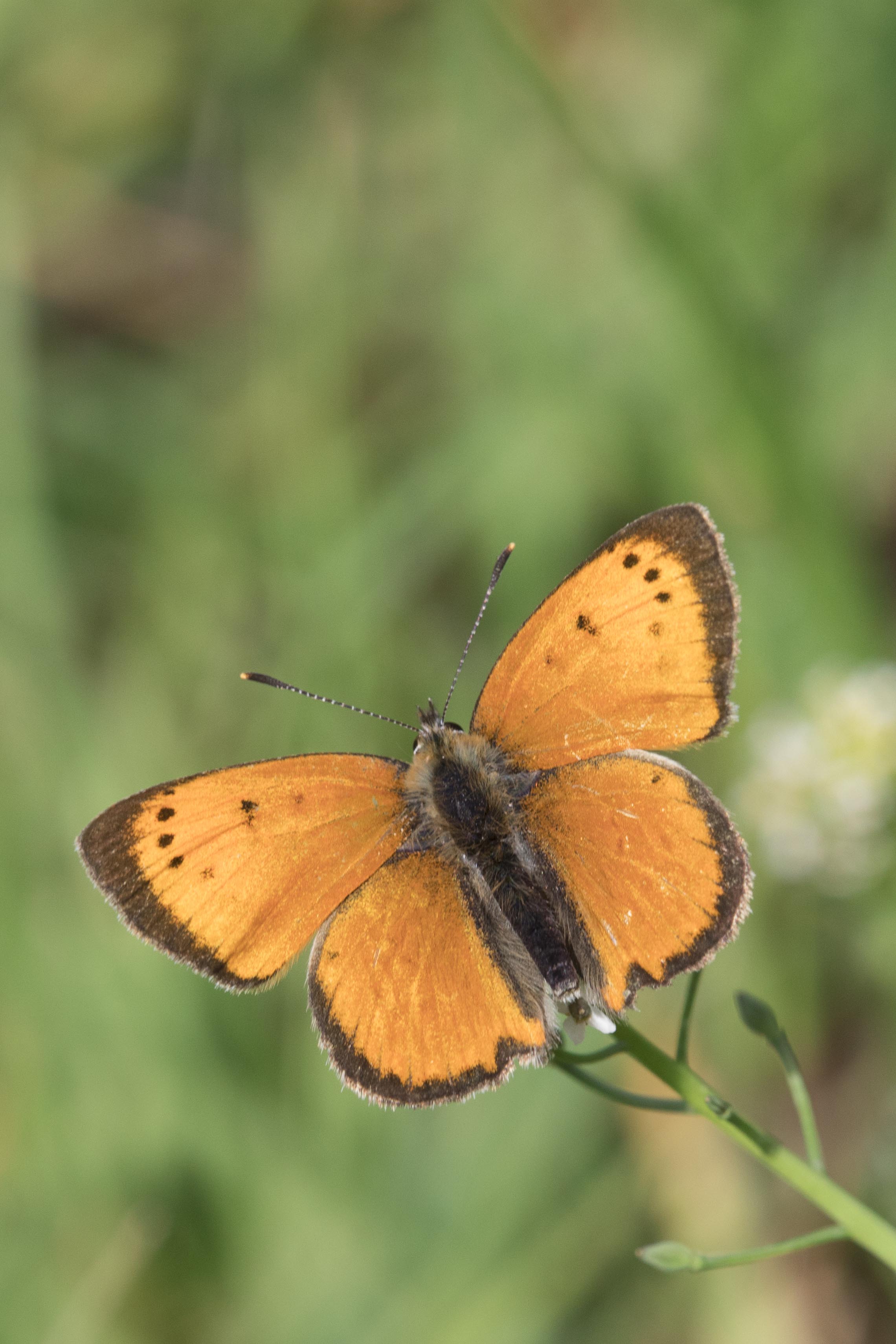 Griekse Vuurvlinder  - Lycaena ottomana