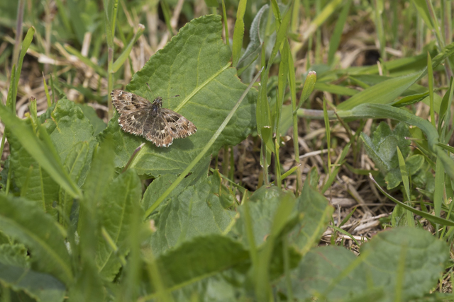 Oriental marbled skipper  - Carcharodus orientalis