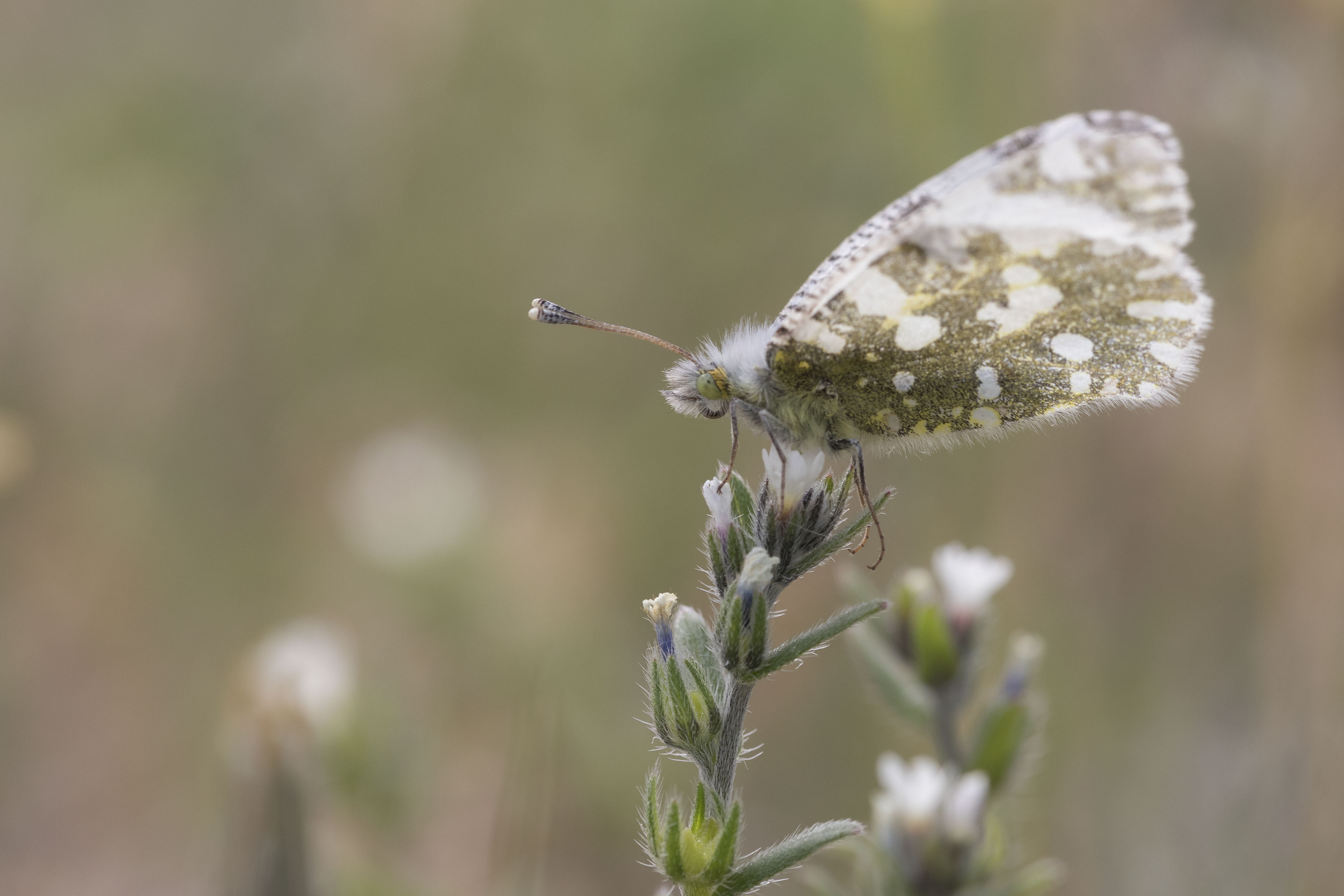 Eastern dappled white  - Euchloe ausonia