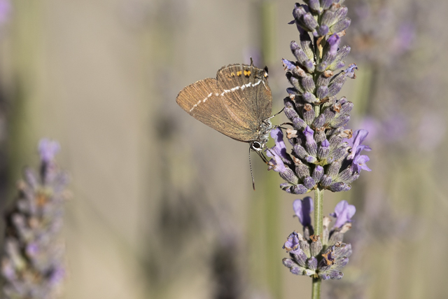 Bluespot hairstreak  - Satyrium spini