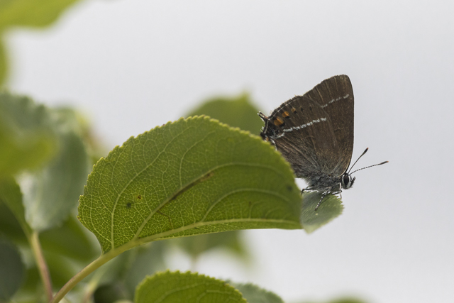 Bluespot hairstreak  - Satyrium spini