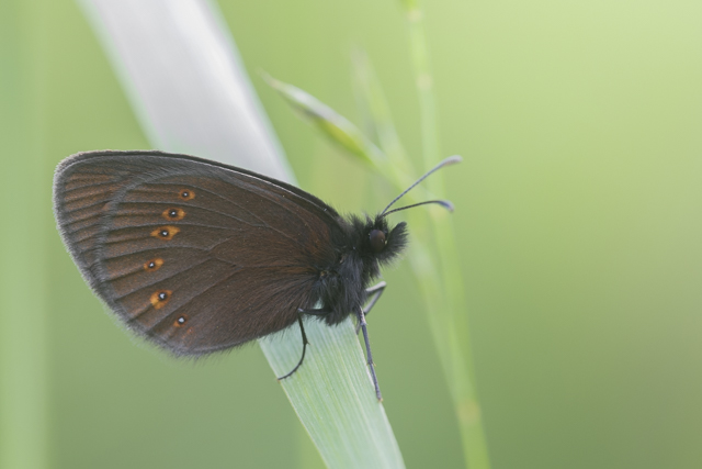 Almond eyed ringlet  - Erebia albergana