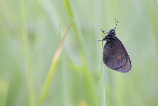 Amandeloogerebia  - Erebia albergana