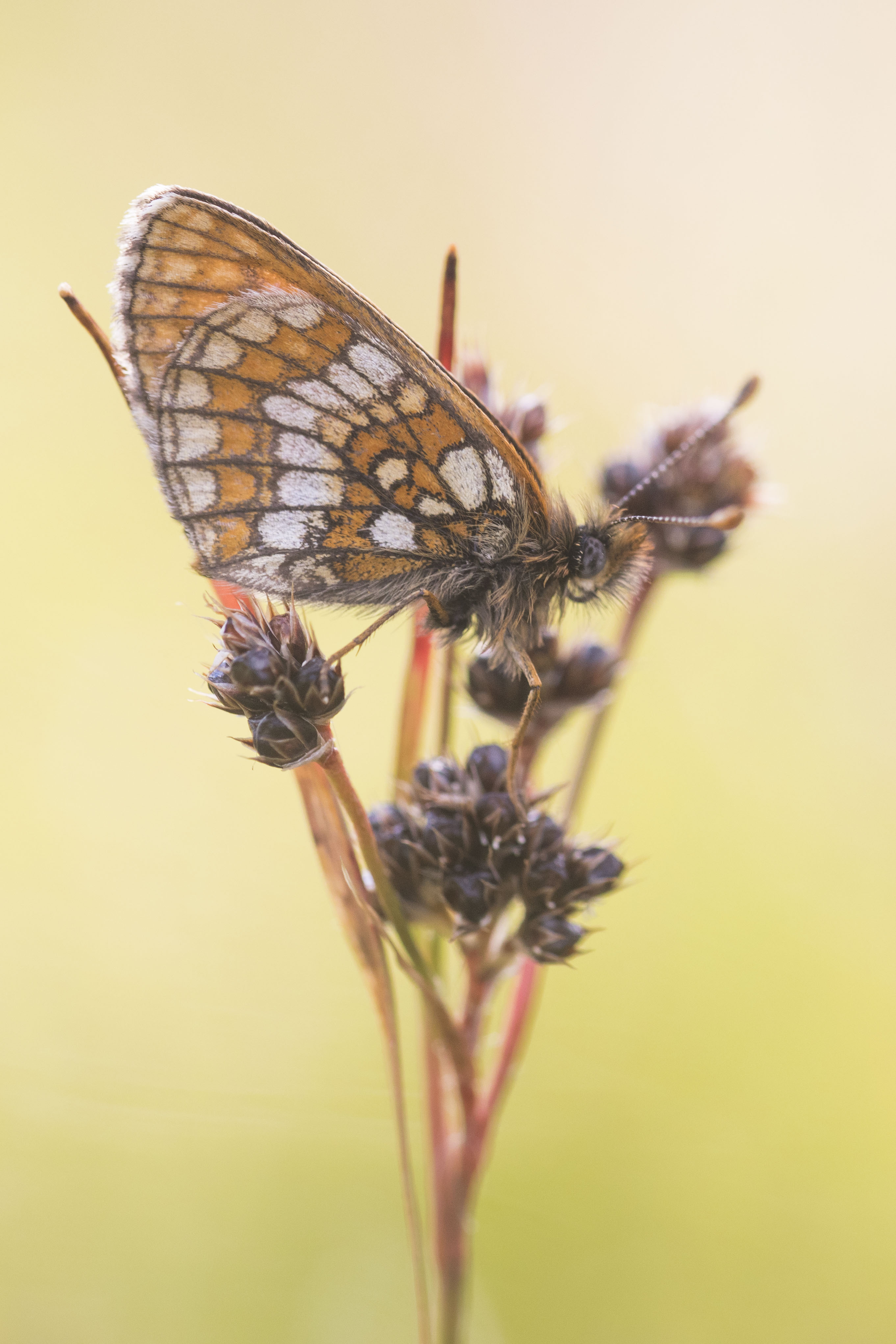 Alpenparelmoervlinder  - Melitaea varia