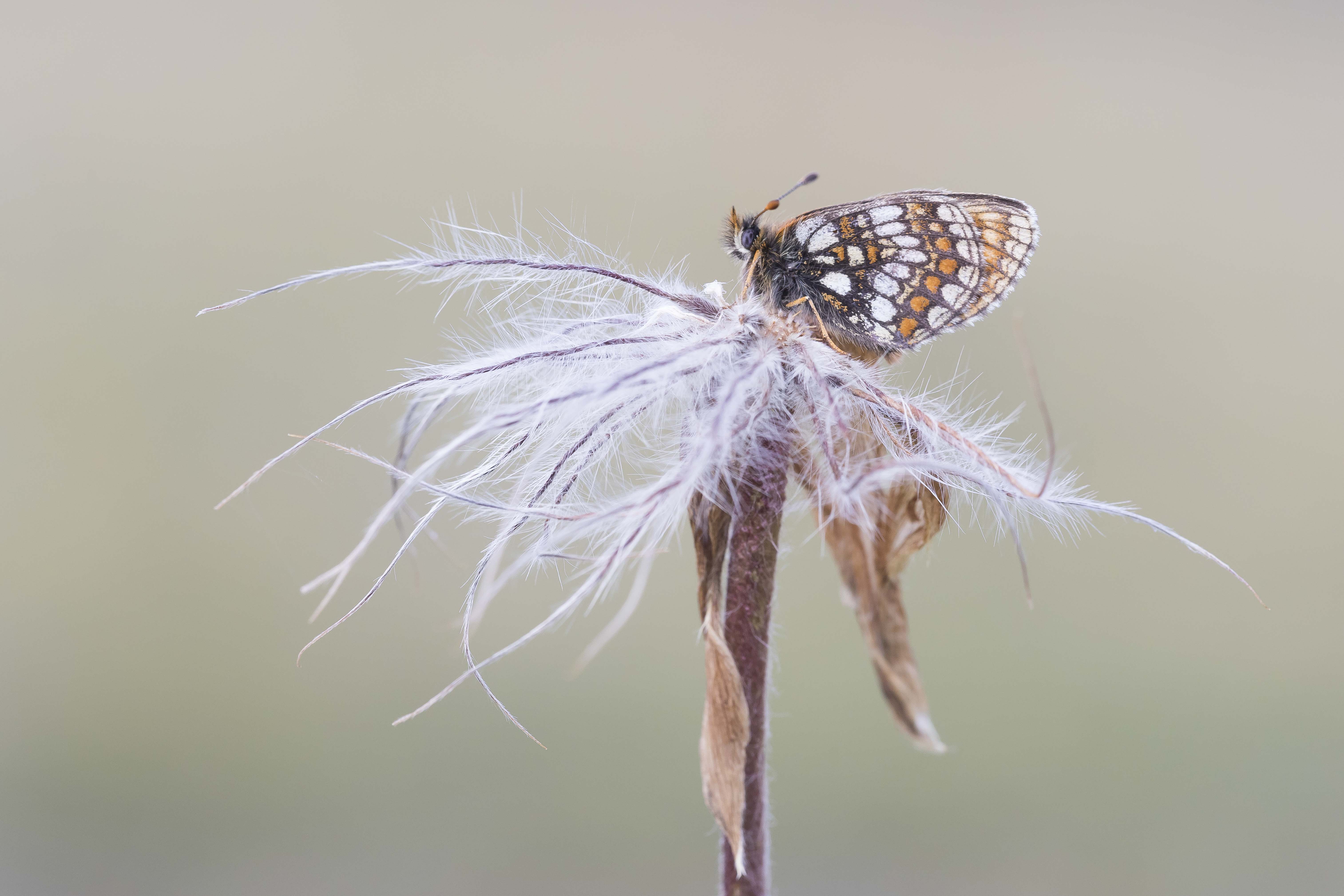 Alpenparelmoervlinder  - Melitaea varia