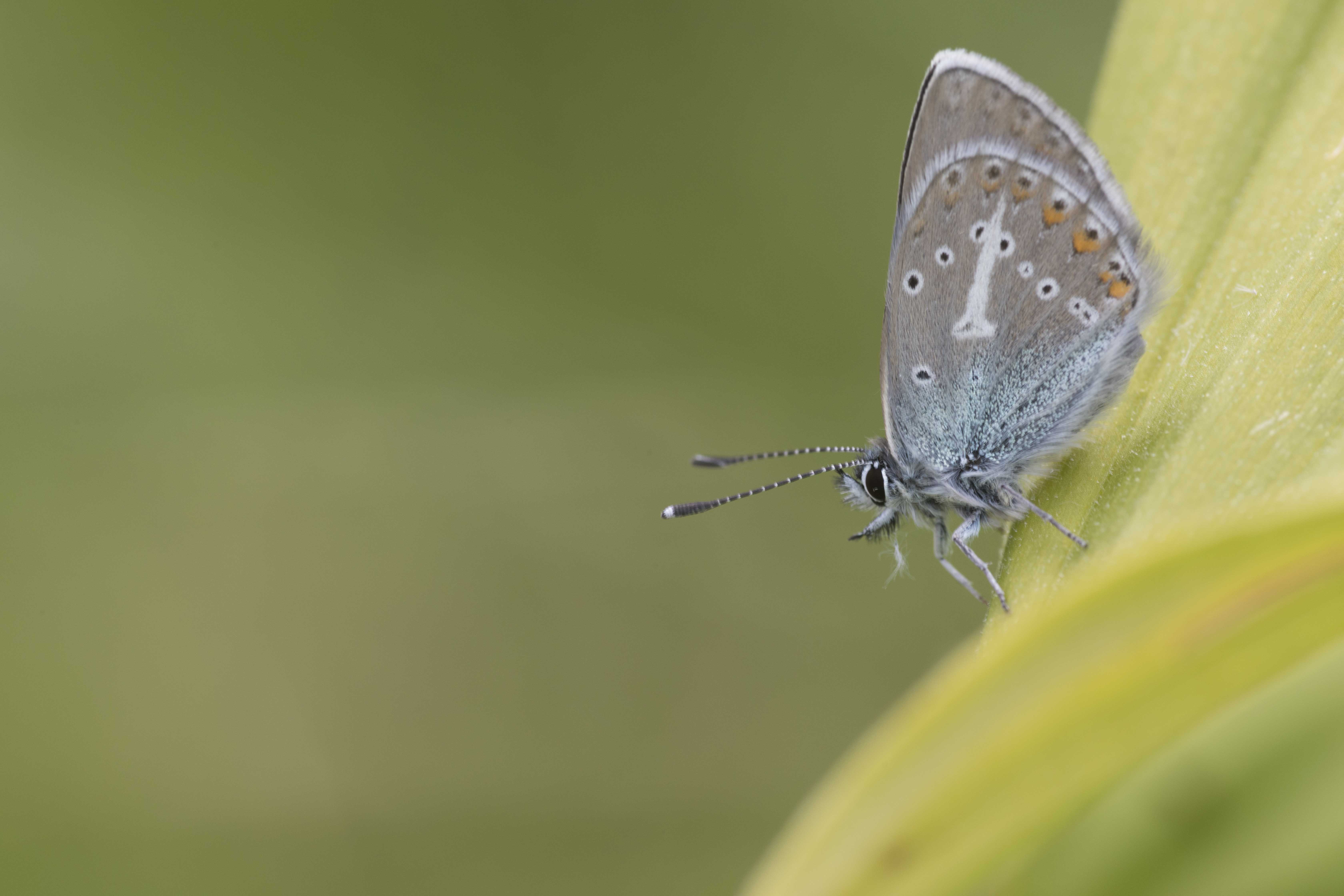 Geranium Argus 