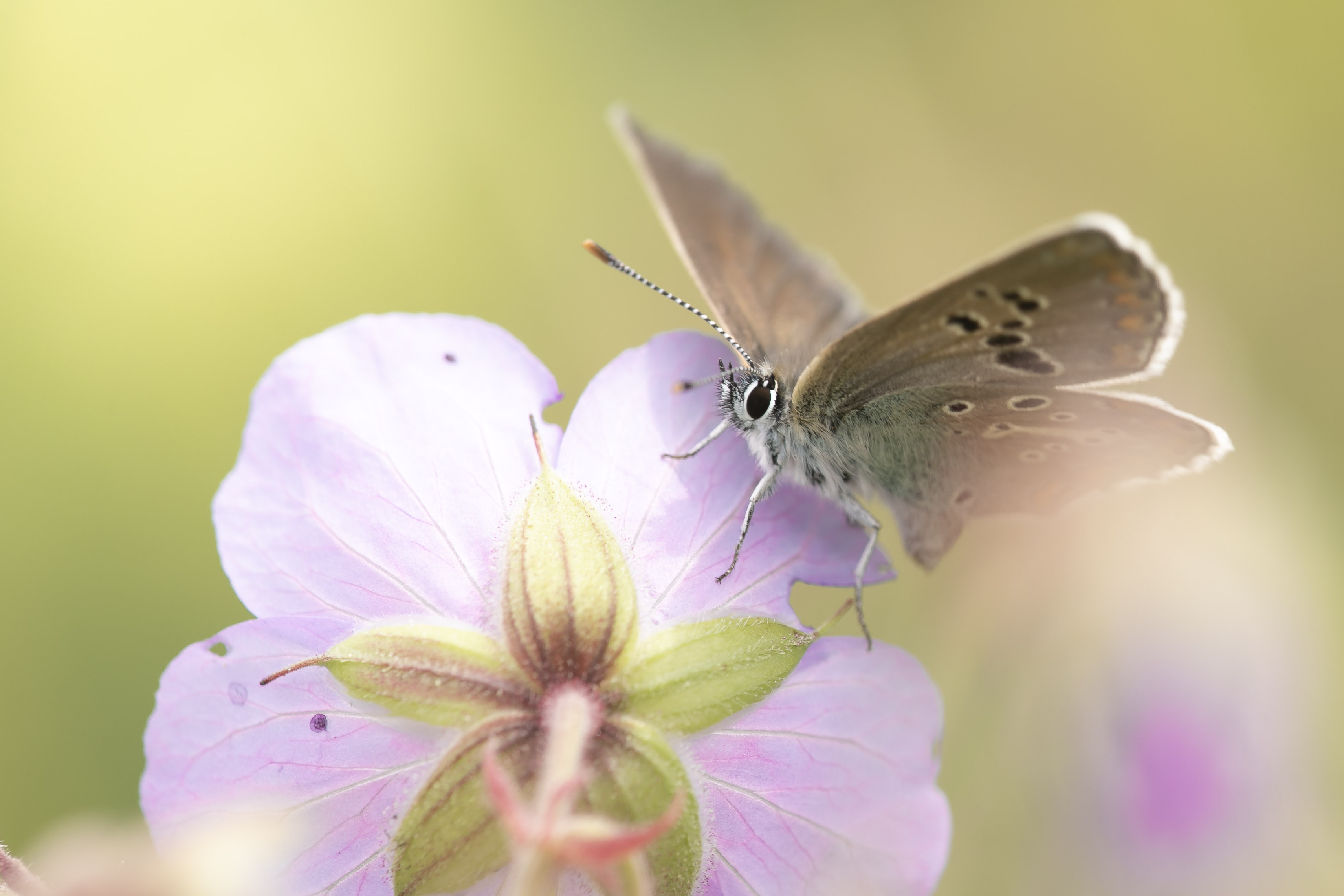 Zwart Blauwtje  (Eumedonia eumedon)