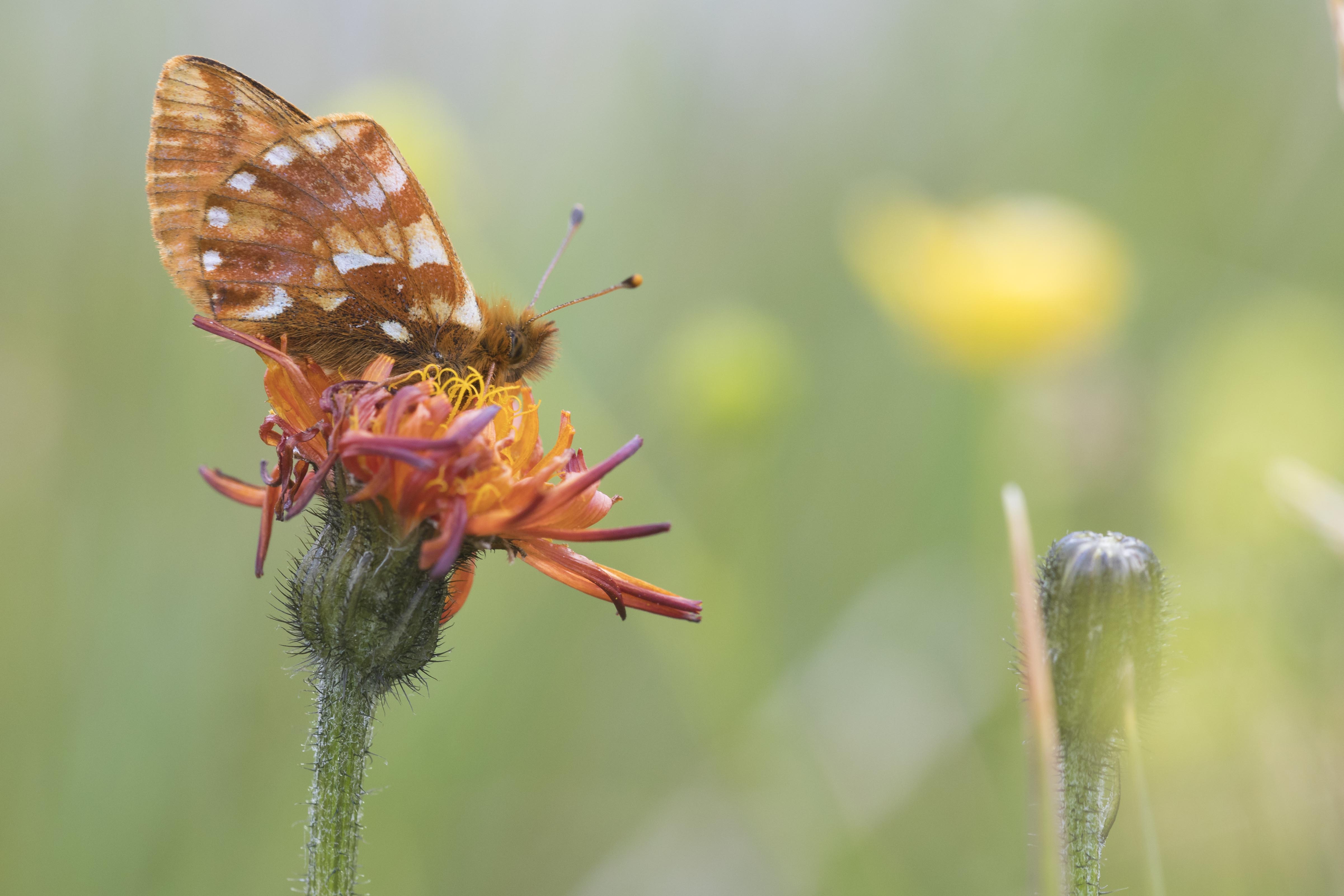 Shepherd's fritillary  - Boloria pales