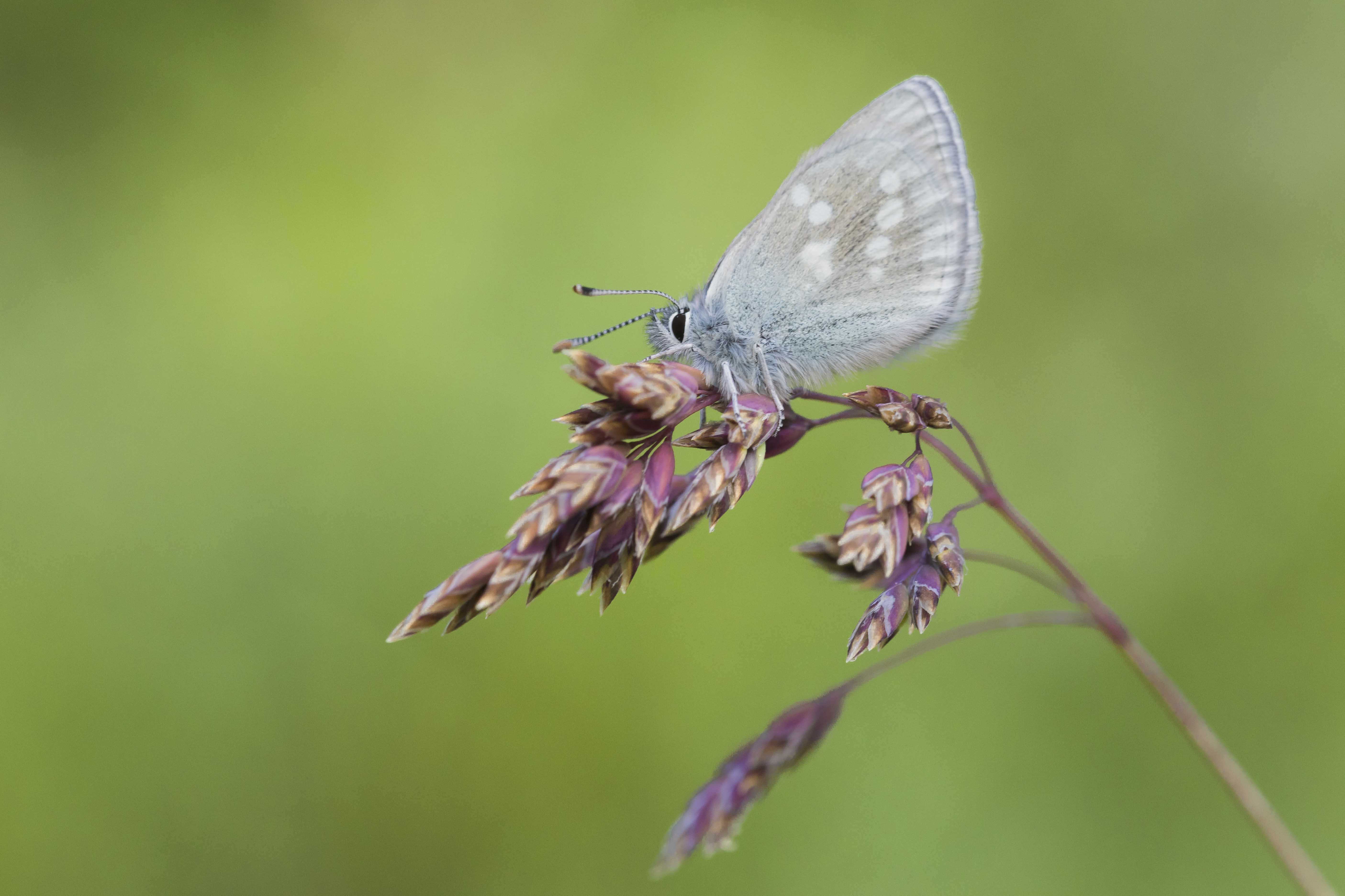 Alpenblauwtje  - Agriades orbitulus