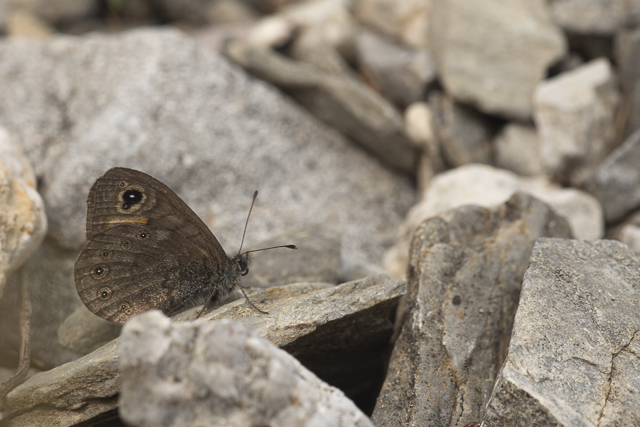 Northern wall brown  - Lasiommata petropolitana