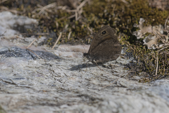 Northern wall brown  - Lasiommata petropolitana