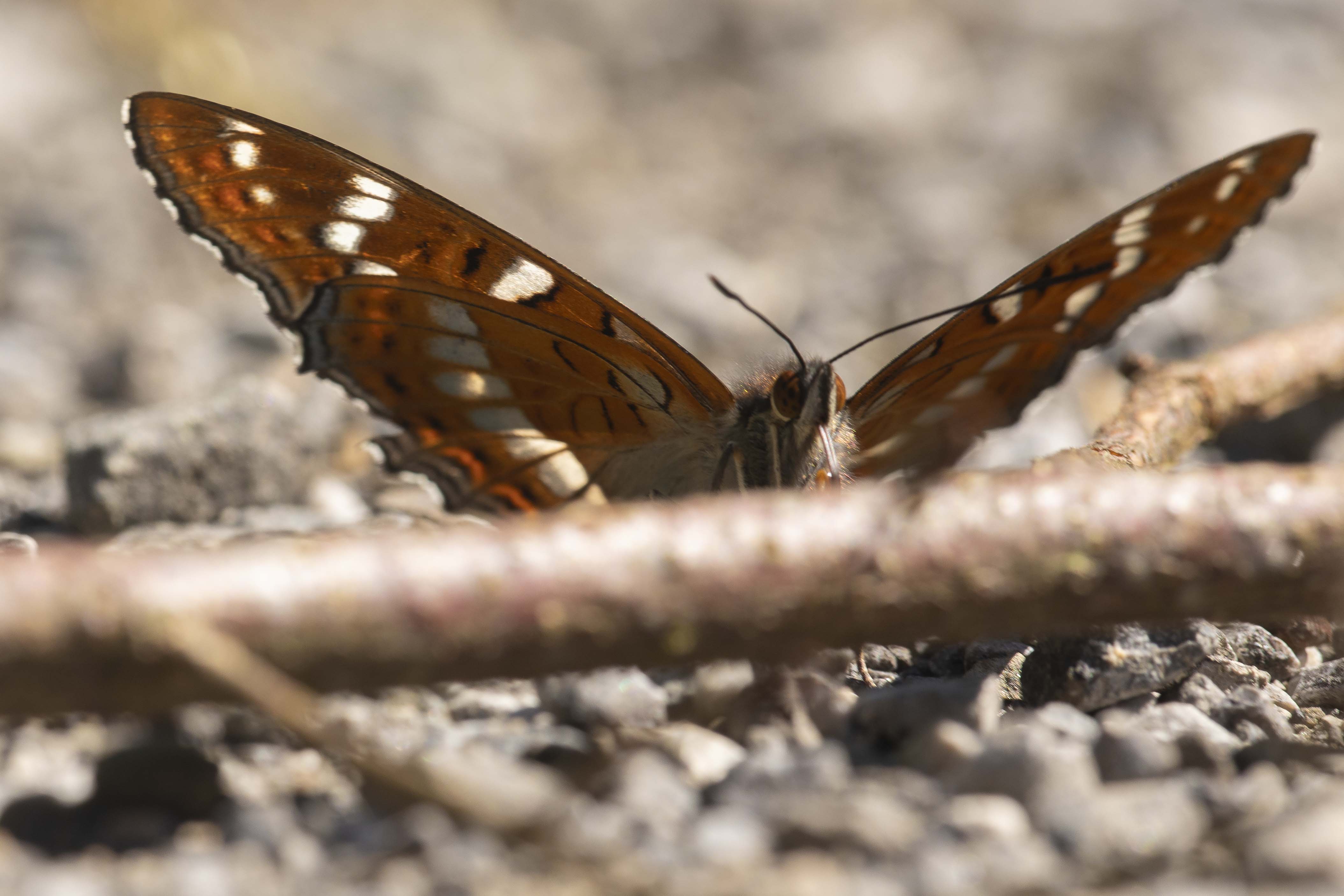 Grote Ijsvogelvlinder  - Limenitis populi