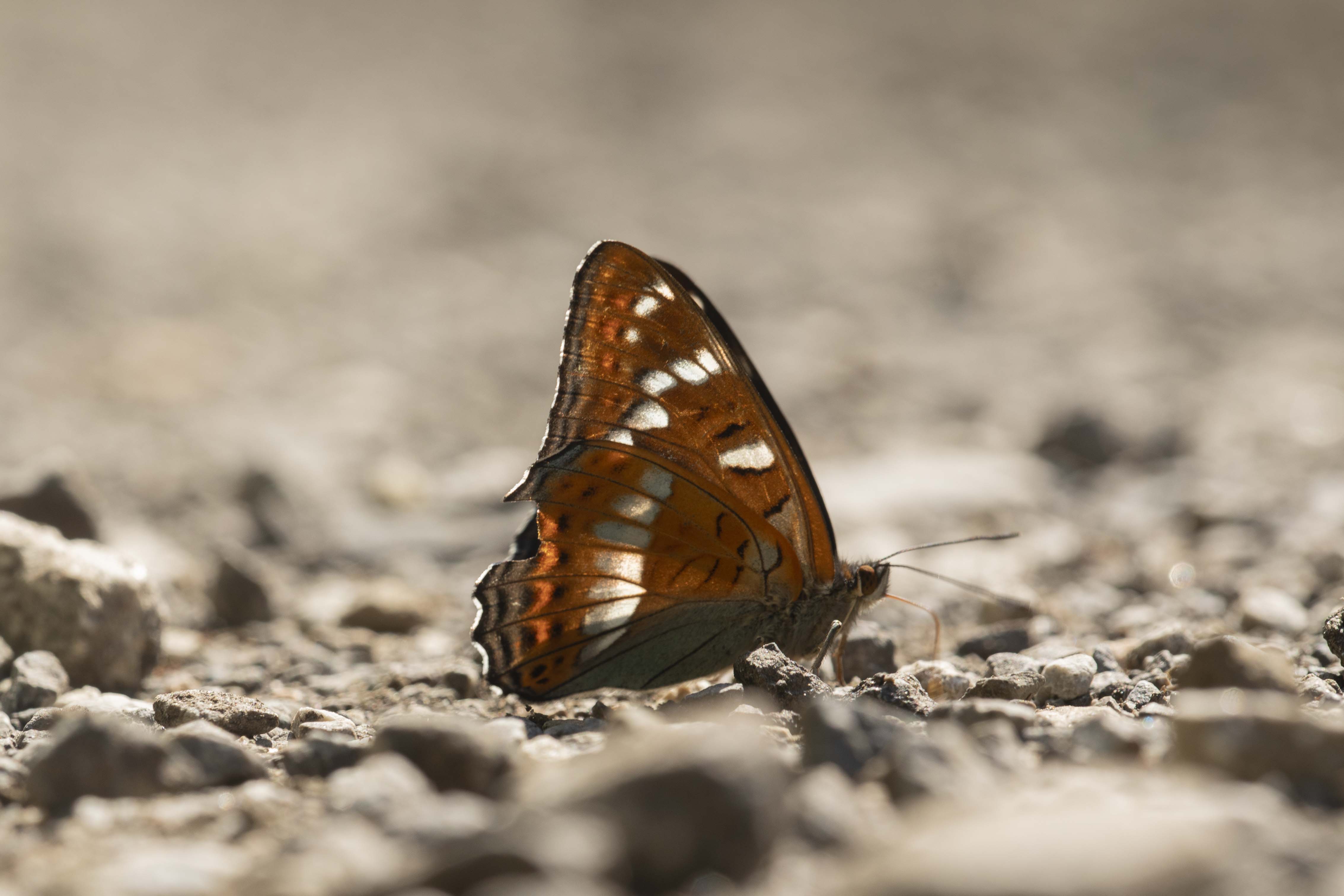 Grote Ijsvogelvlinder  - Limenitis populi