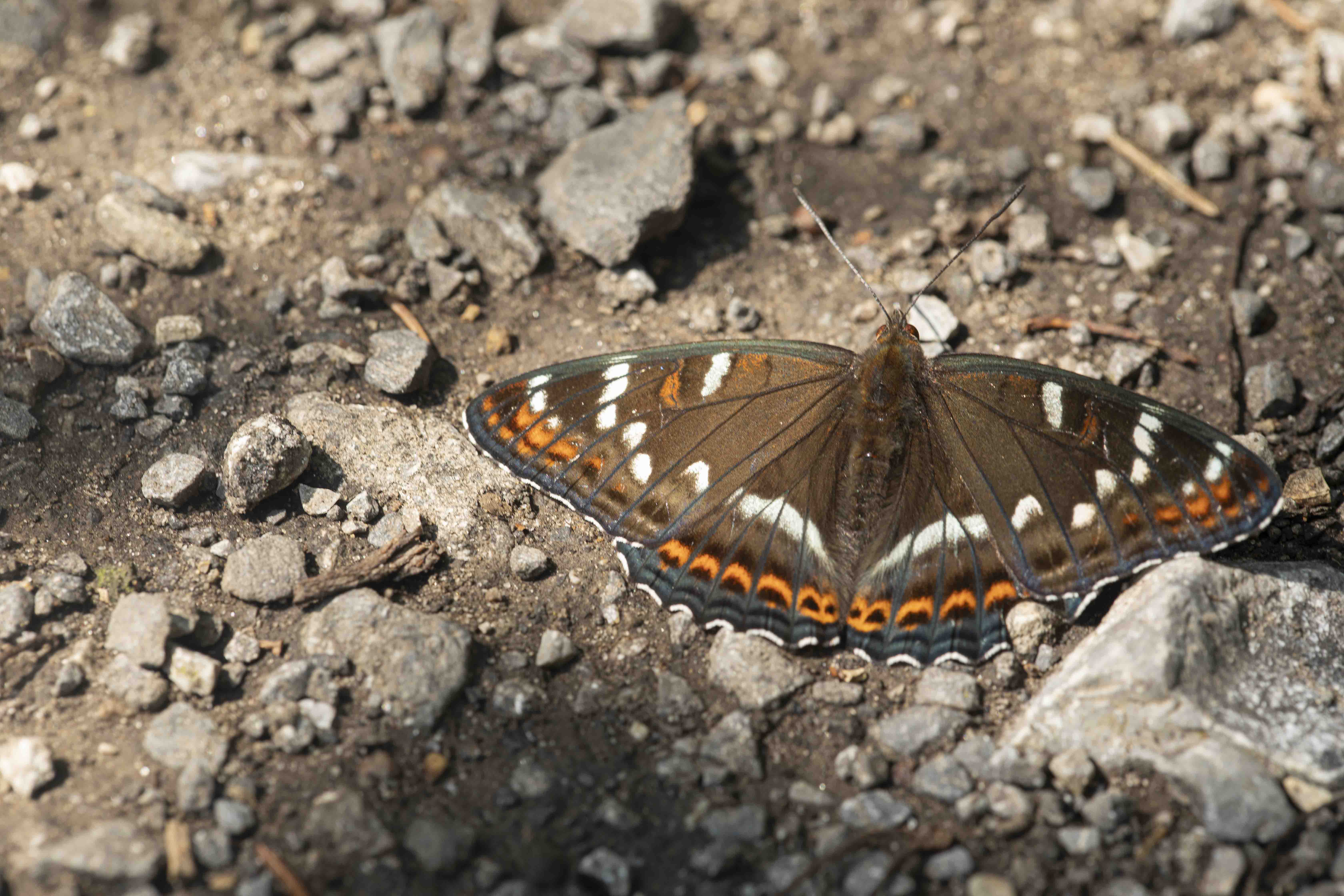 Grote Ijsvogelvlinder  - Limenitis populi