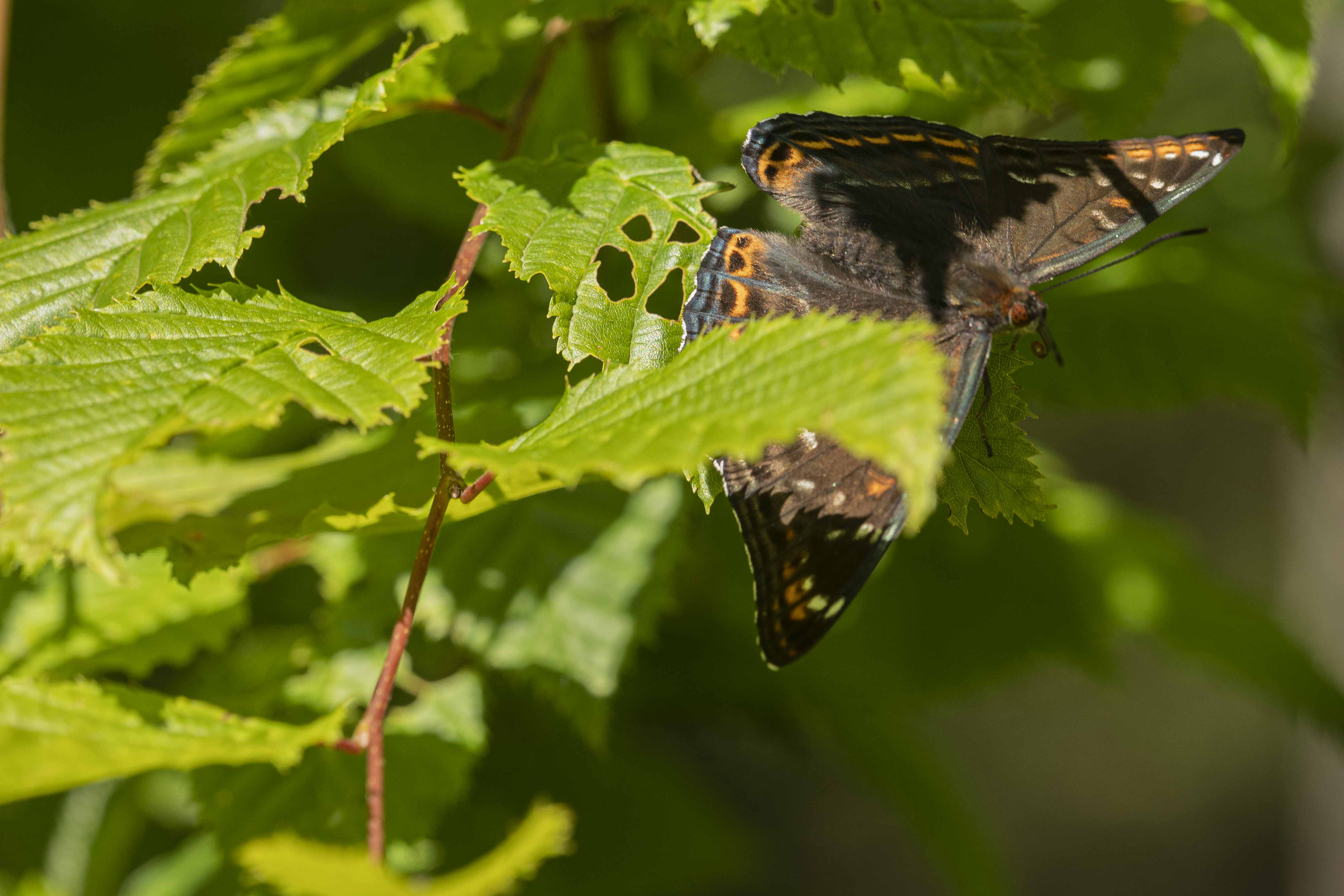 Grote Ijsvogelvlinder  - Limenitis populi