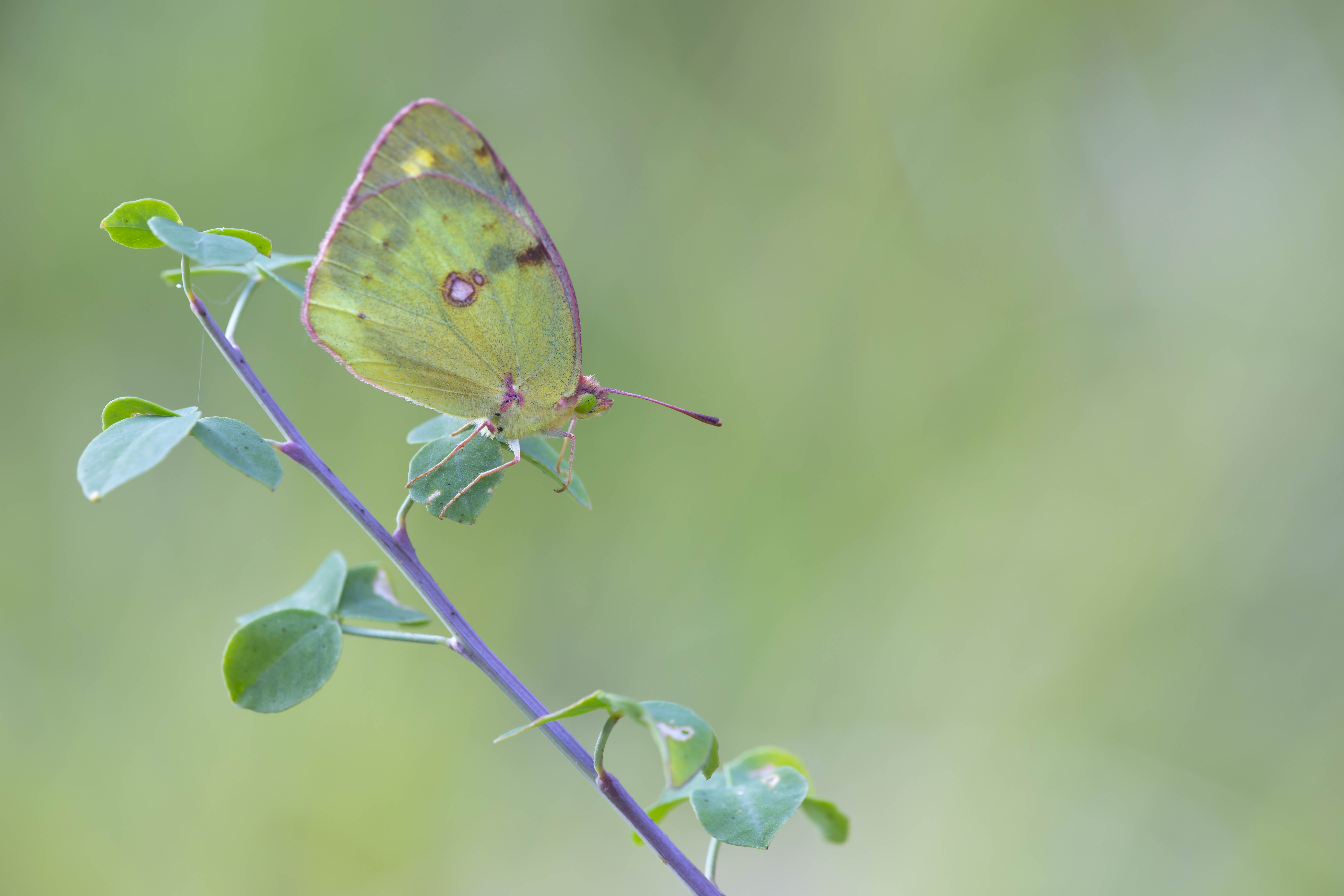 Gele Luzernevlinder  - Colias Hyale