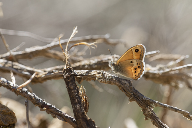 Bleek Hooibeestje  - Coenonympha dorus