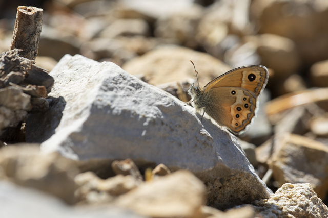 Dusky Heath  - Coenonympha dorus