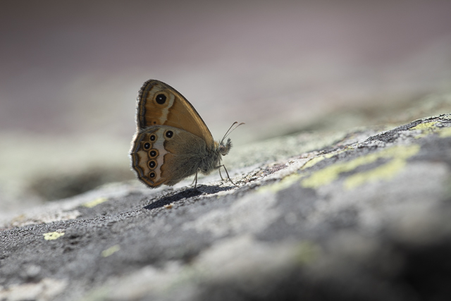 Bleek Hooibeestje  - Coenonympha dorus