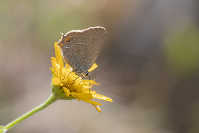 Sloe hairstreak  - Satyrium acaciae