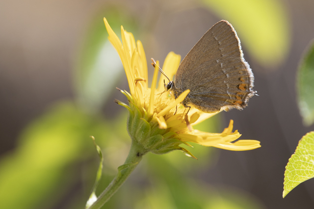 Sloe hairstreak  - Satyrium acaciae