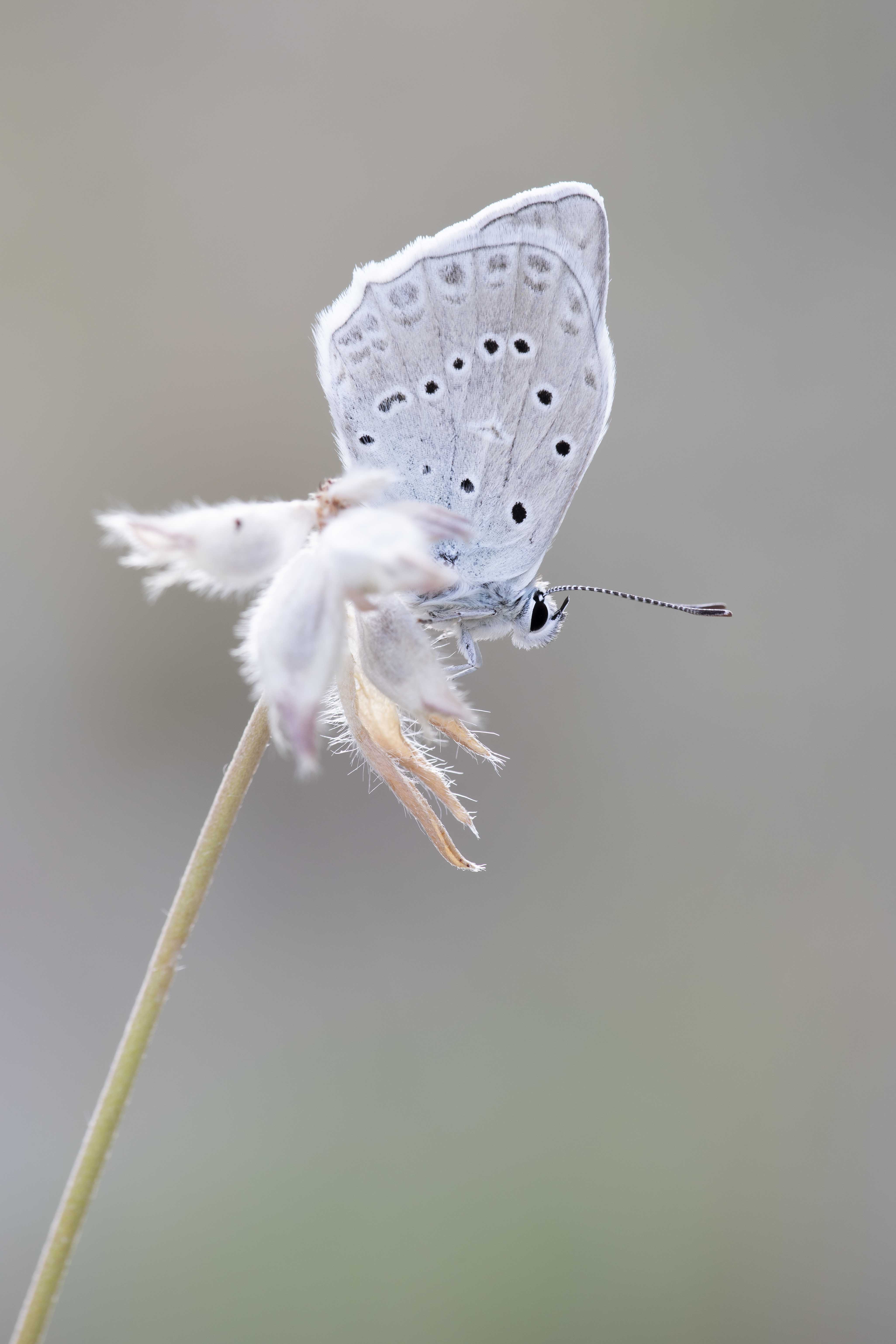 Getand Blauwtje  - Polyommatus daphnis 