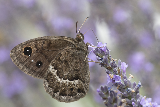 Grote Saterzandoog  - Satyrus ferula