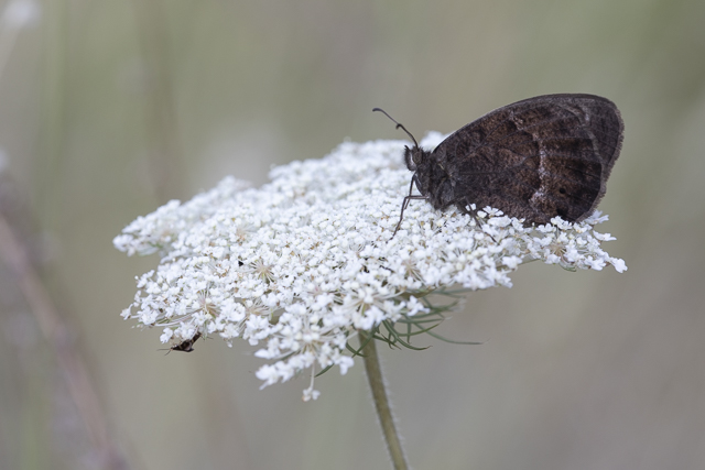 Grote Saterzandoog  - Satyrus ferula