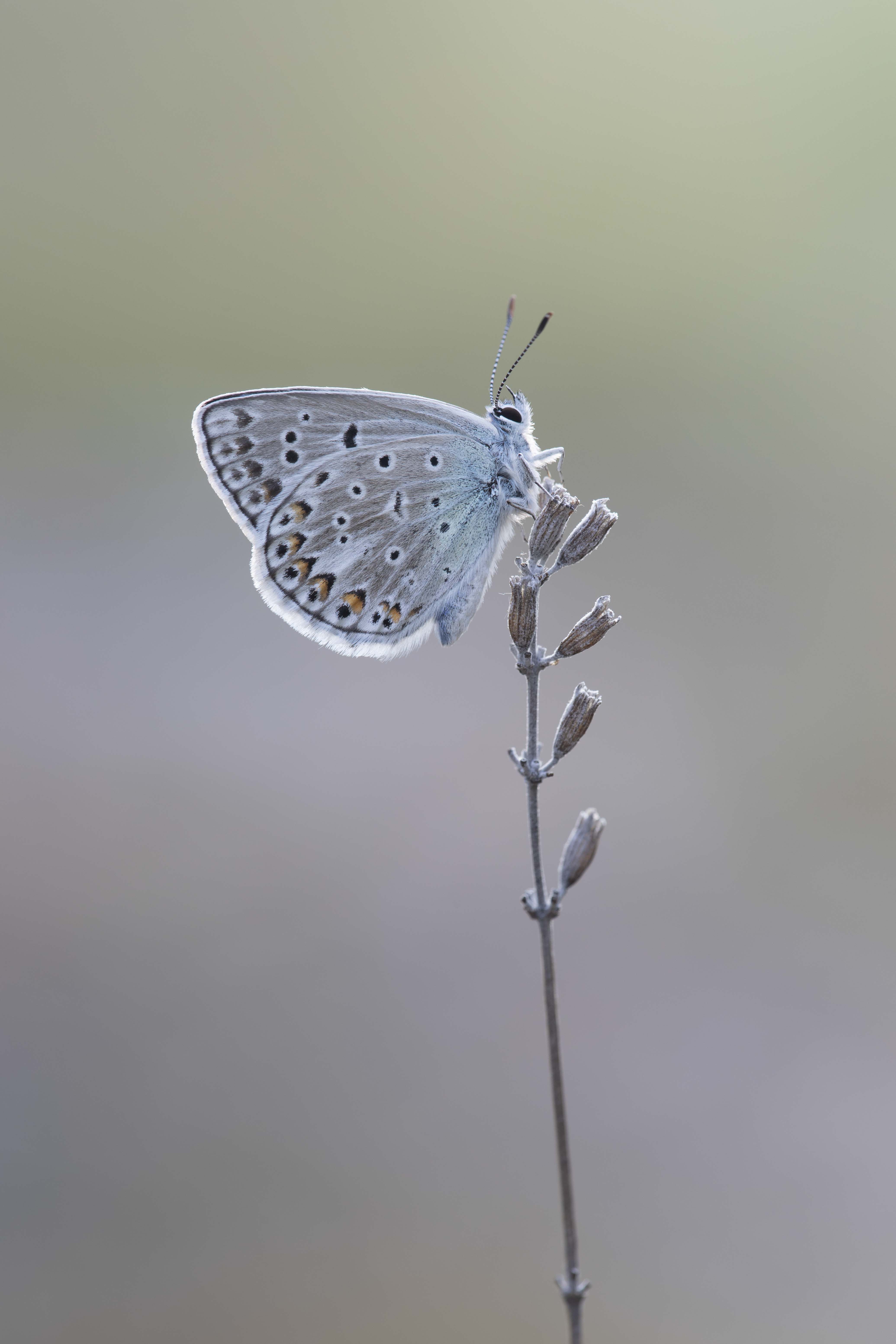 Escher's blue  - Polyommatus escheri