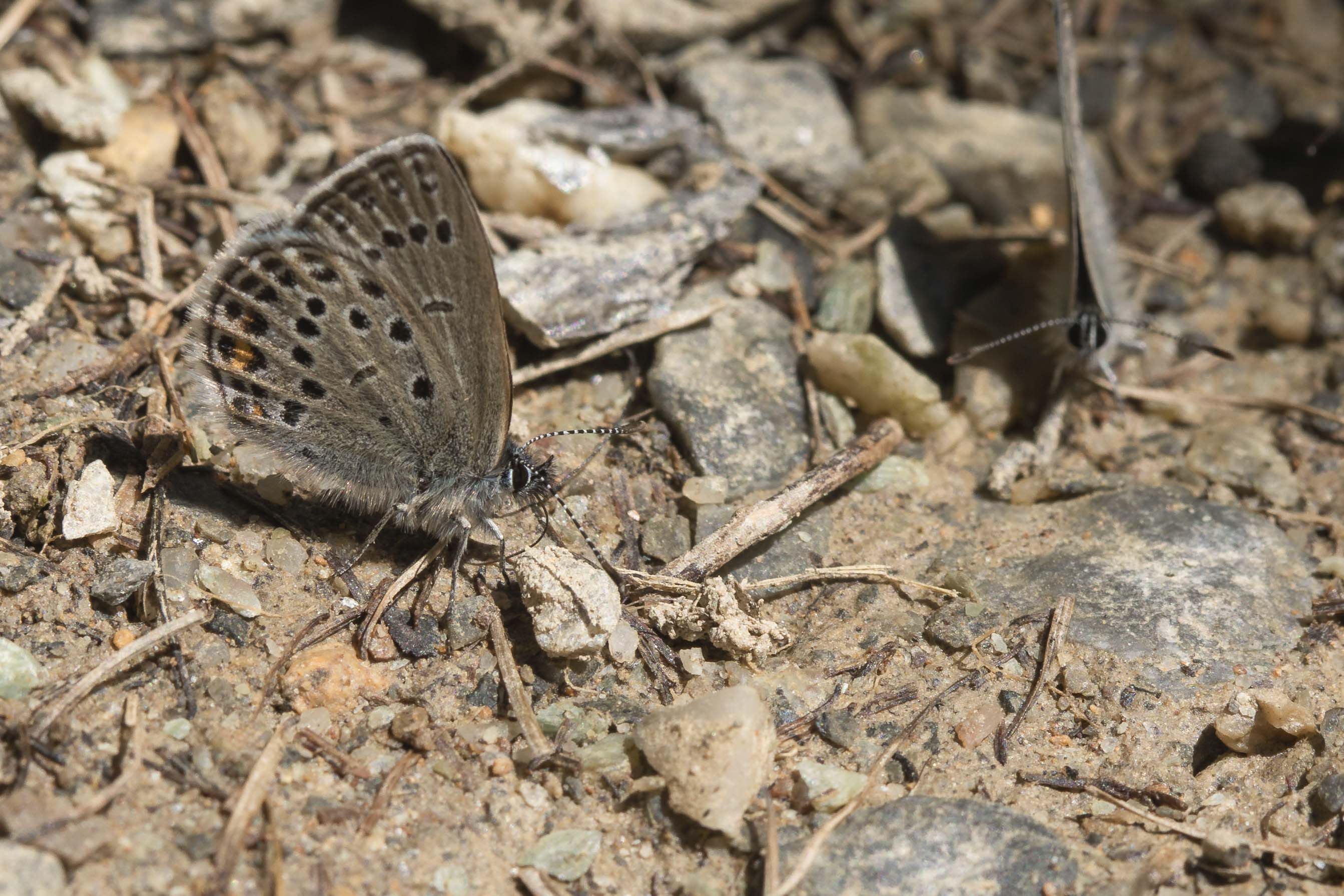 Cranberry blue  - Agriades optilete