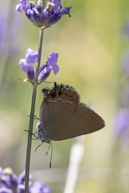 False Ilex hairstreak  - Satyrium esculi