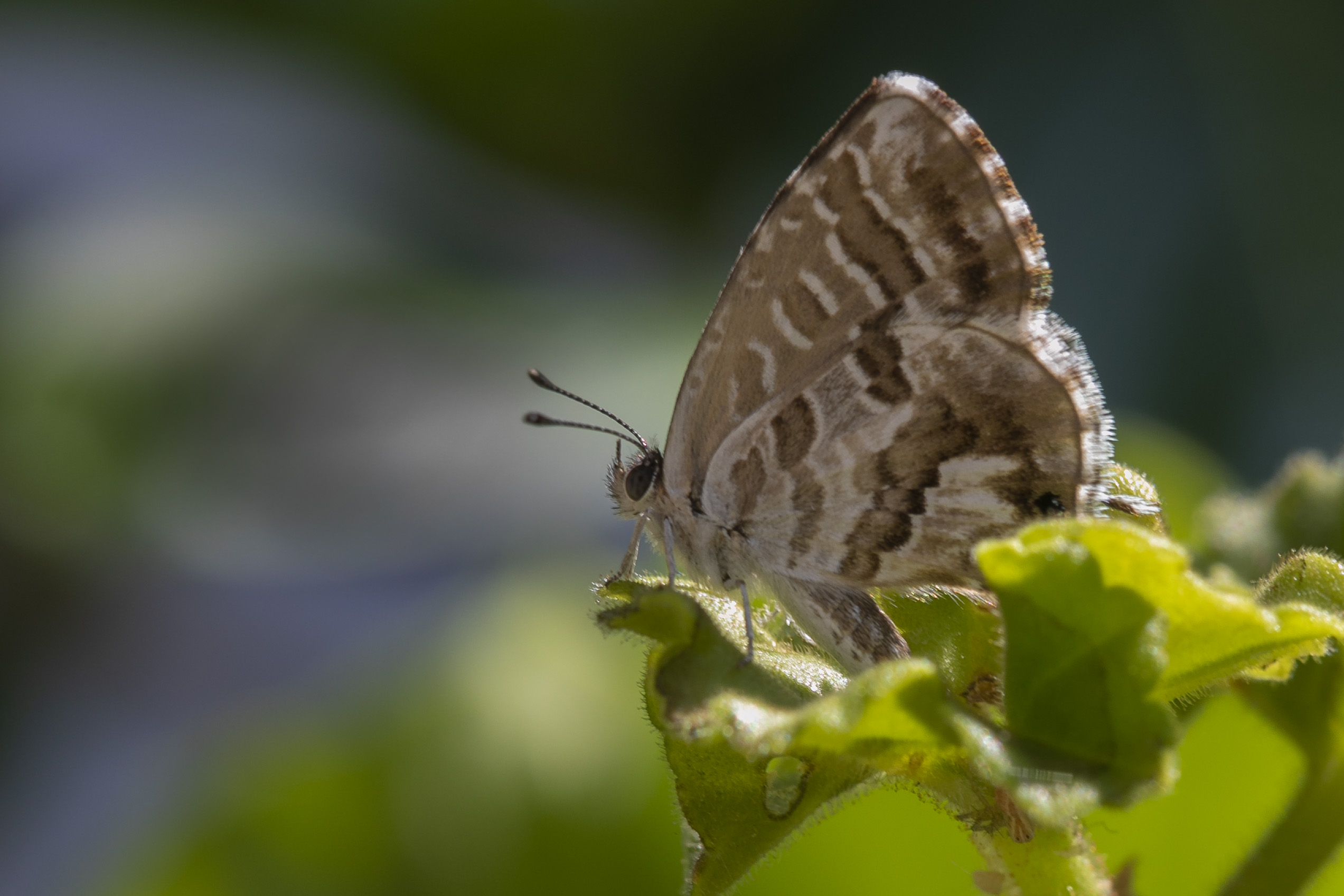 Geraniumblauwtje  - Cacyreus marshalli