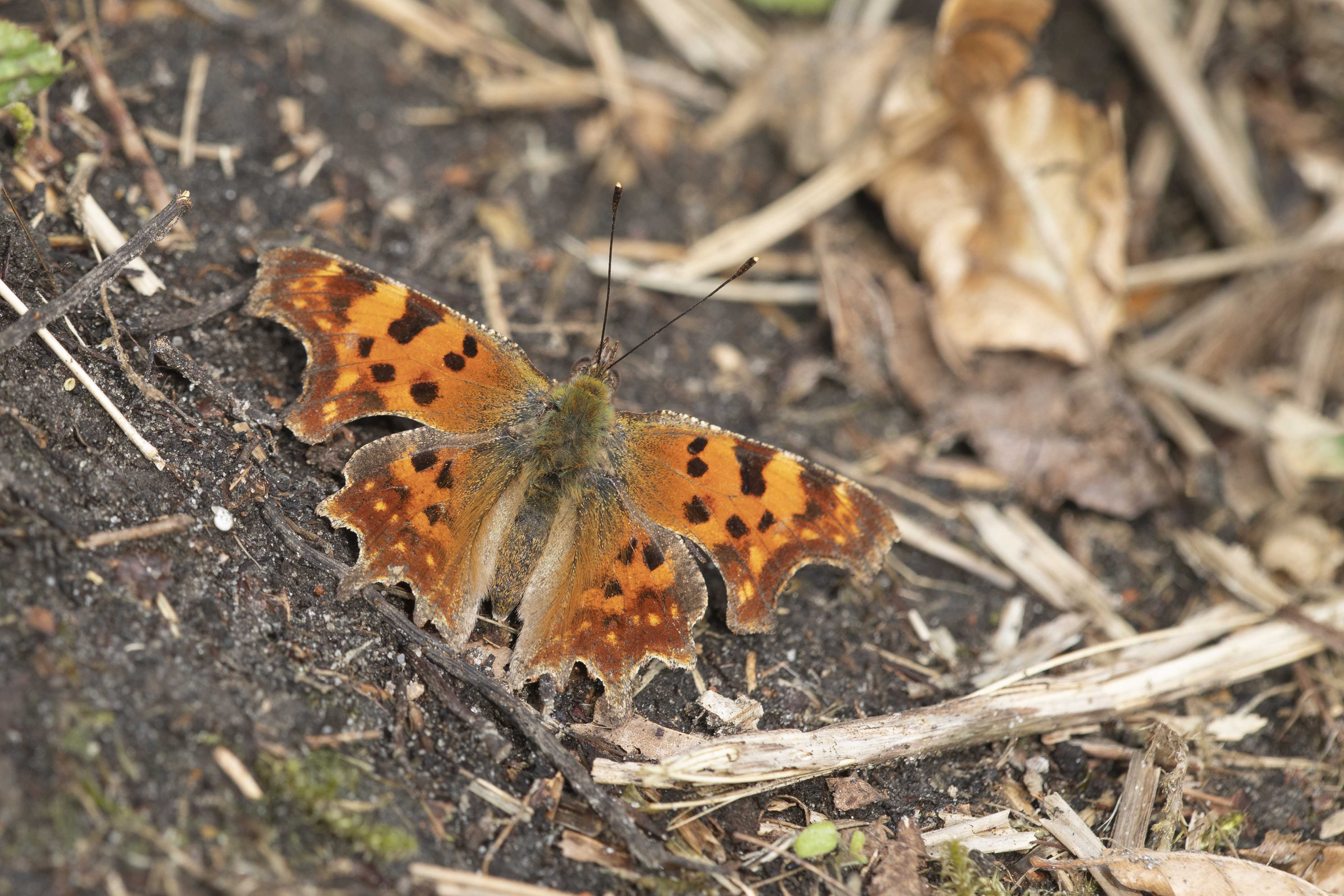 Comma butterfly