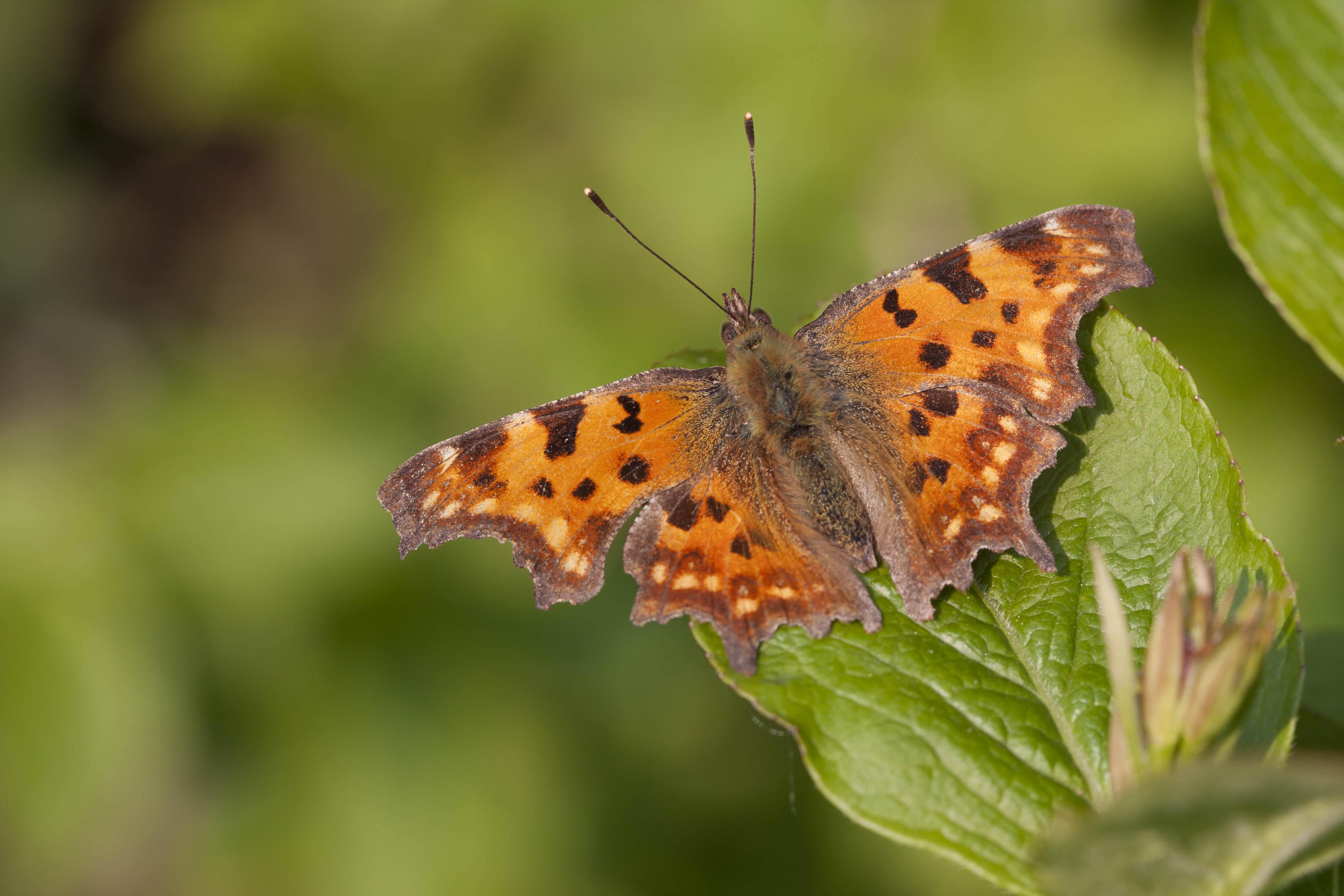 Gehakkelde Aurelia -  Polygonia C-Album