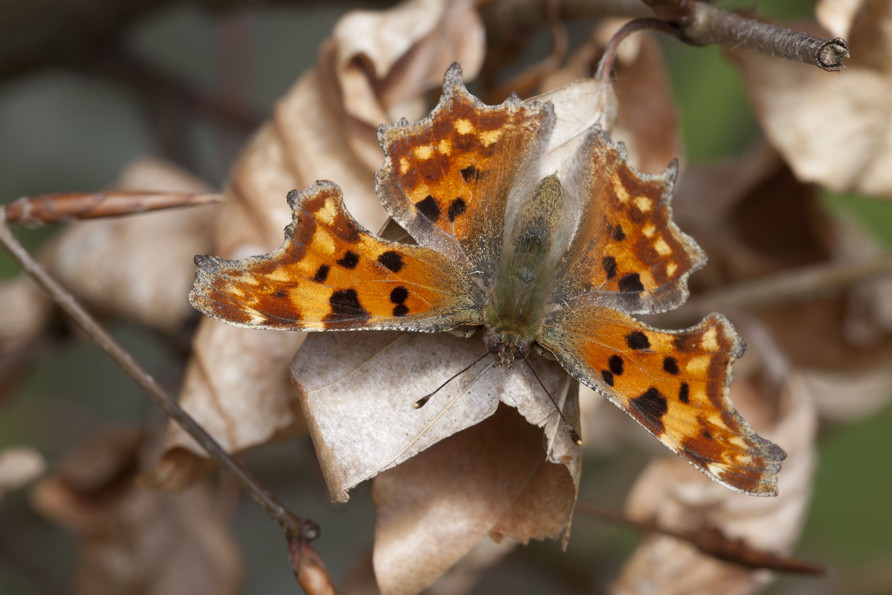 Gehakkelde Aurelia -  Polygonia C-Album