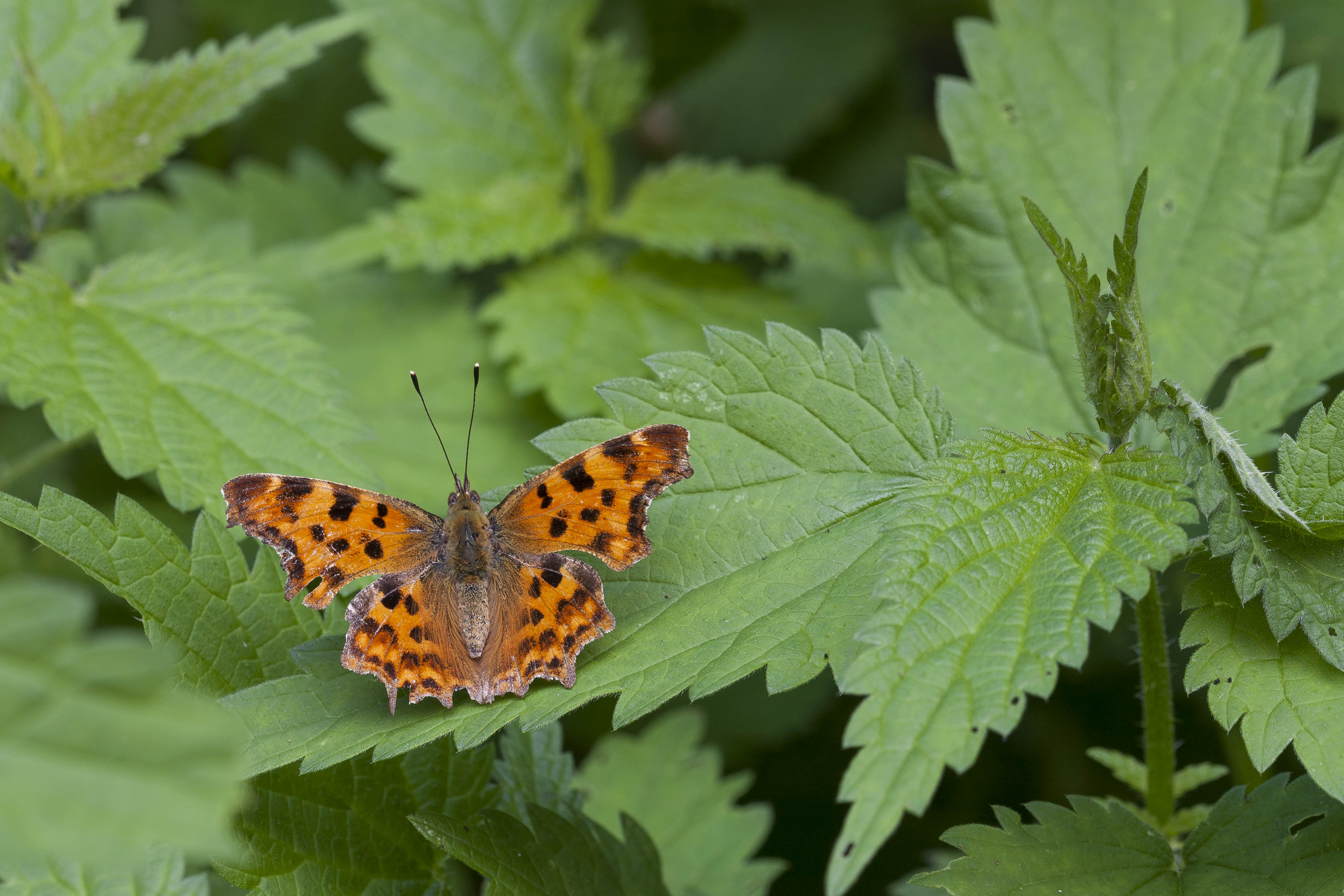 Gehakkelde Aurelia -  Polygonia C-Album