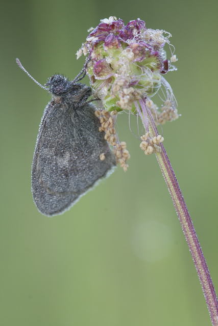 Small heath - Coenonympha pamphilus