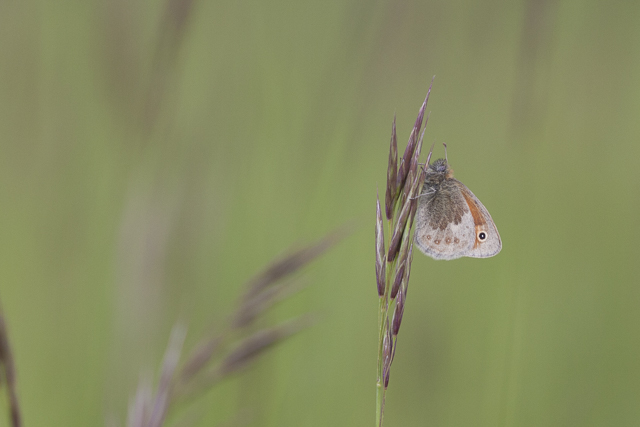 Small heath - Coenonympha pamphilus