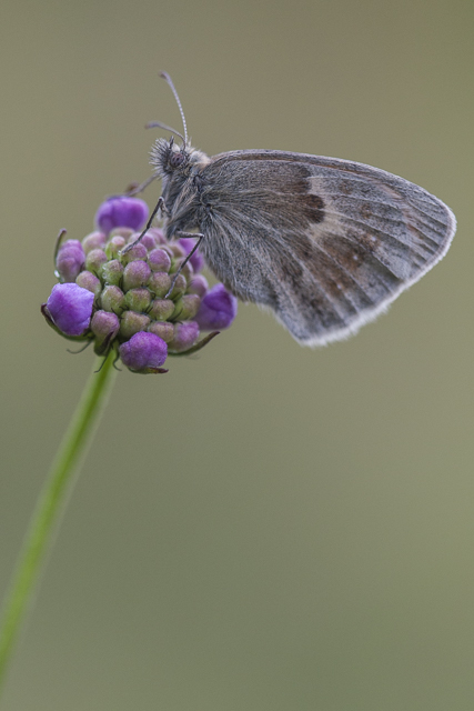 Small heath - Coenonympha pamphilus