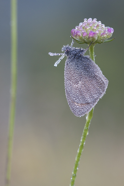 Hooibeestje - Coenonympha pamphilus