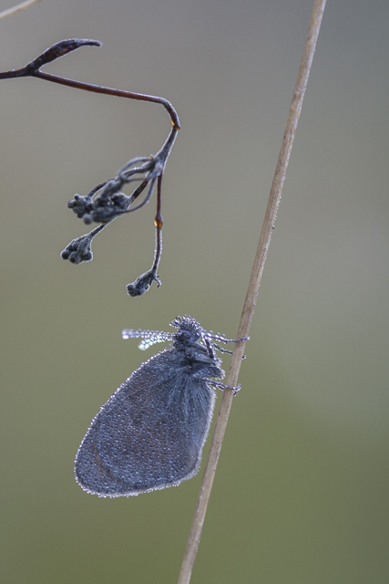 Small heath - Coenonympha pamphilus