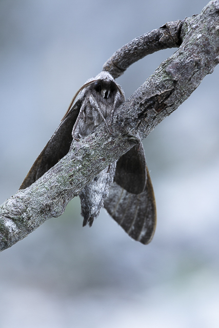 Pine Hawk-moth (Sphinx pinastri) - 7/2020 - Bonatchiesse(CH)