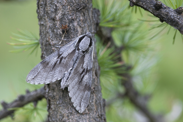 Pine Hawk-moth (Sphinx pinastri) - 7/2020 - Bonatchiesse (CH)