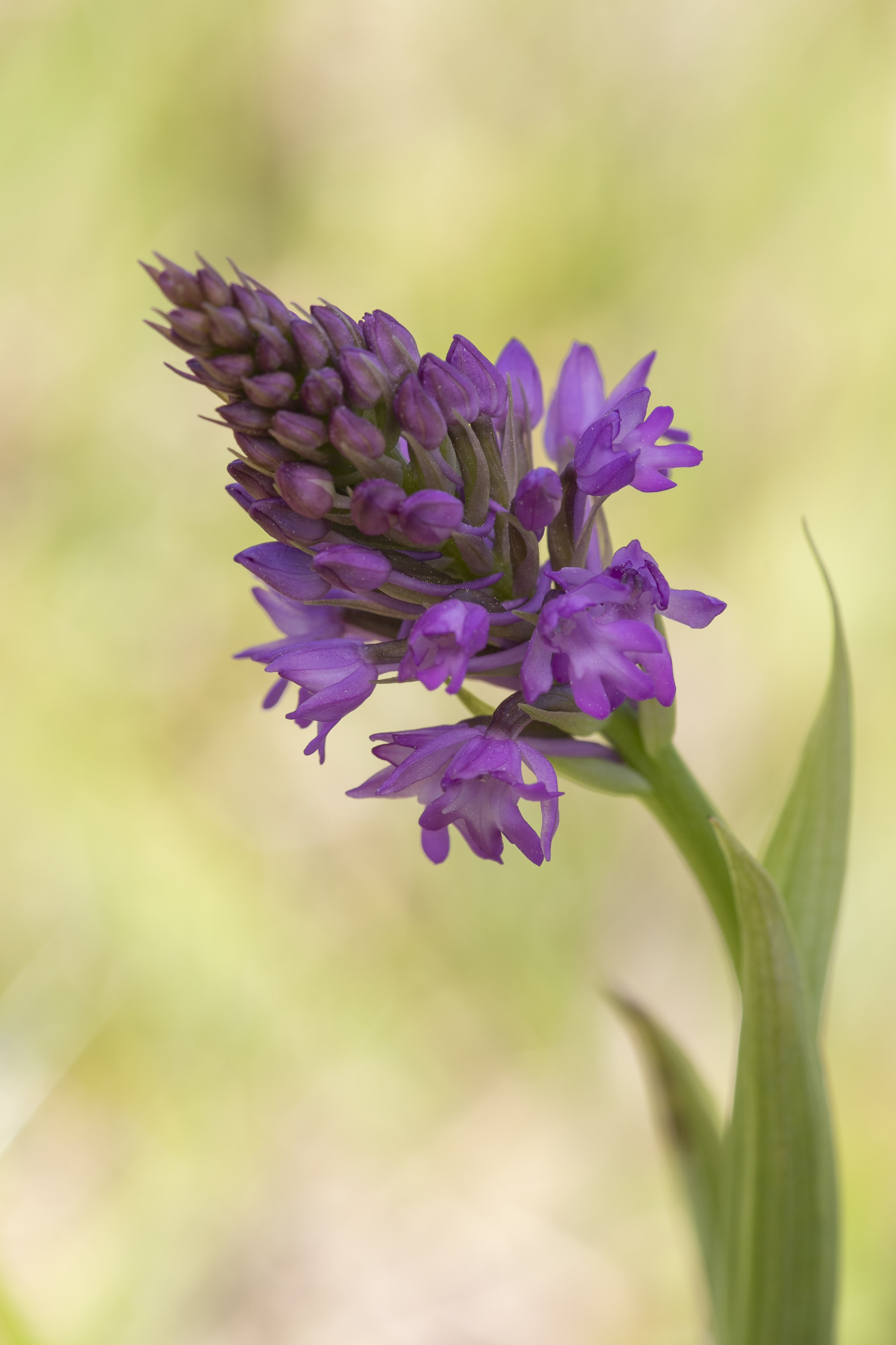 Hondskruid (Anacamptis pyramidalis)