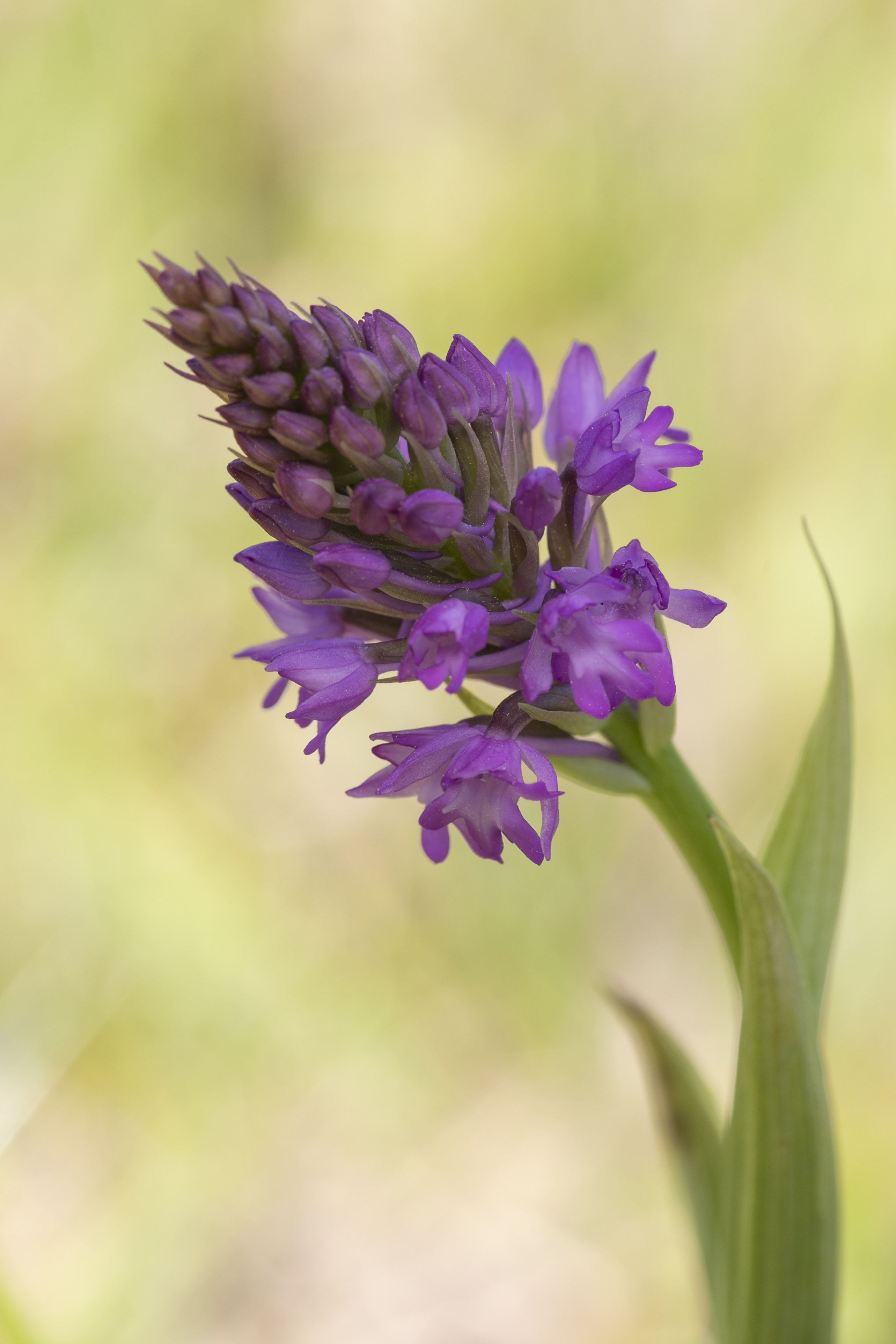 Pyramidal orchid - Anacamptis pyramidalis