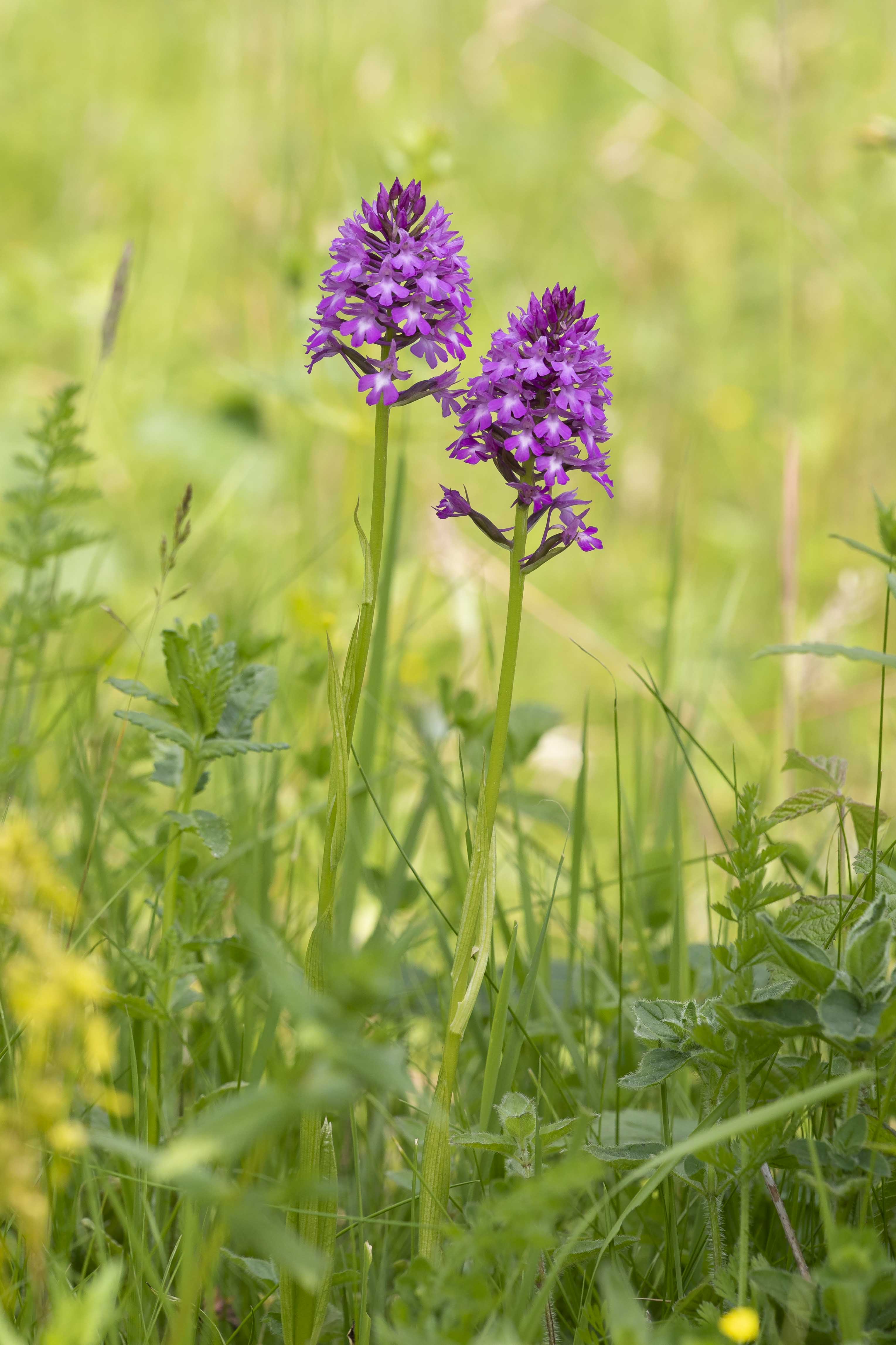 Pyramidal orchid - Anacamptis pyramidalis