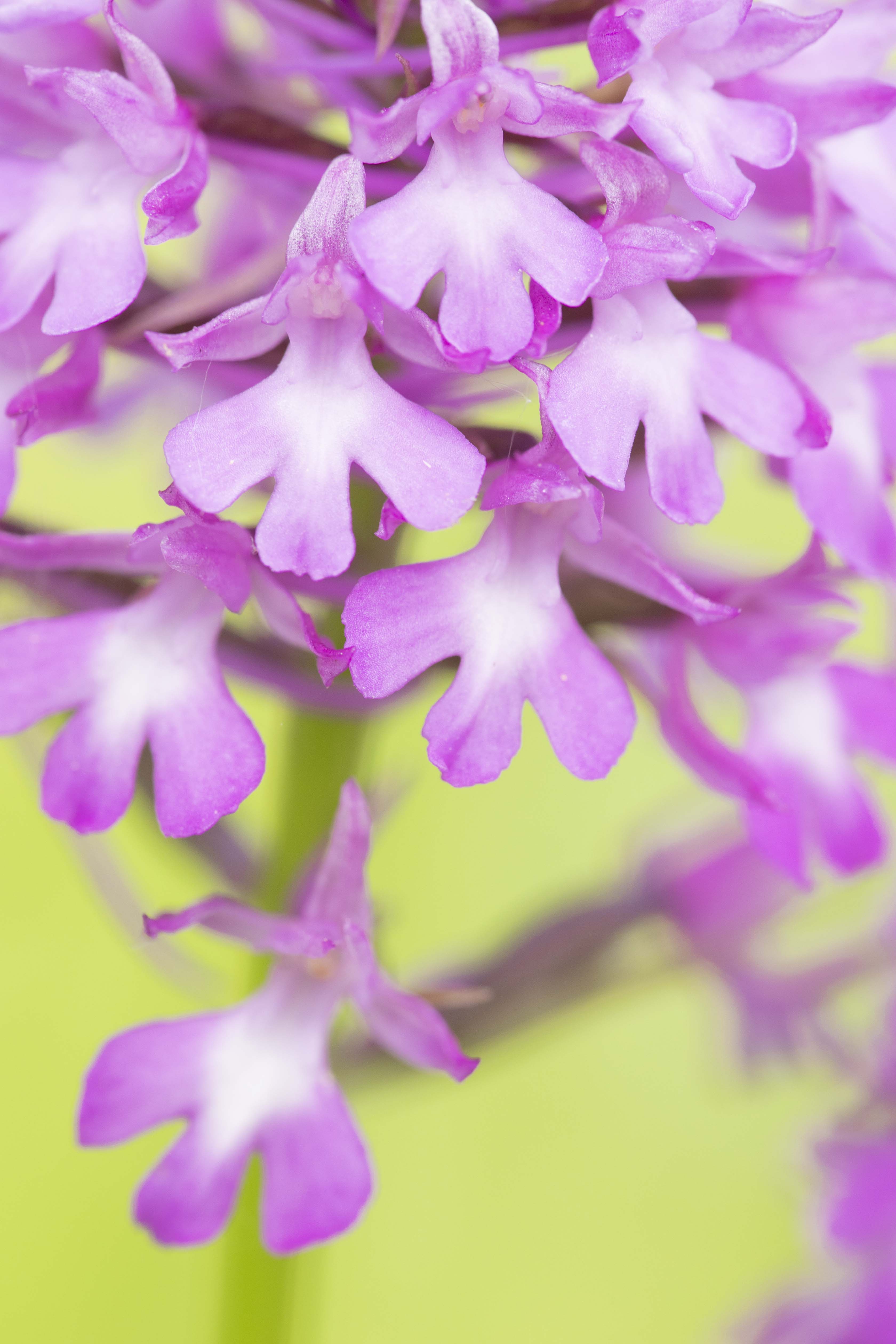 Pyramidal orchid - Anacamptis pyramidalis