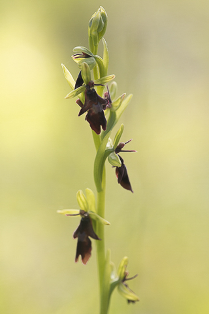Fly Orchid - Ophrys insectifera