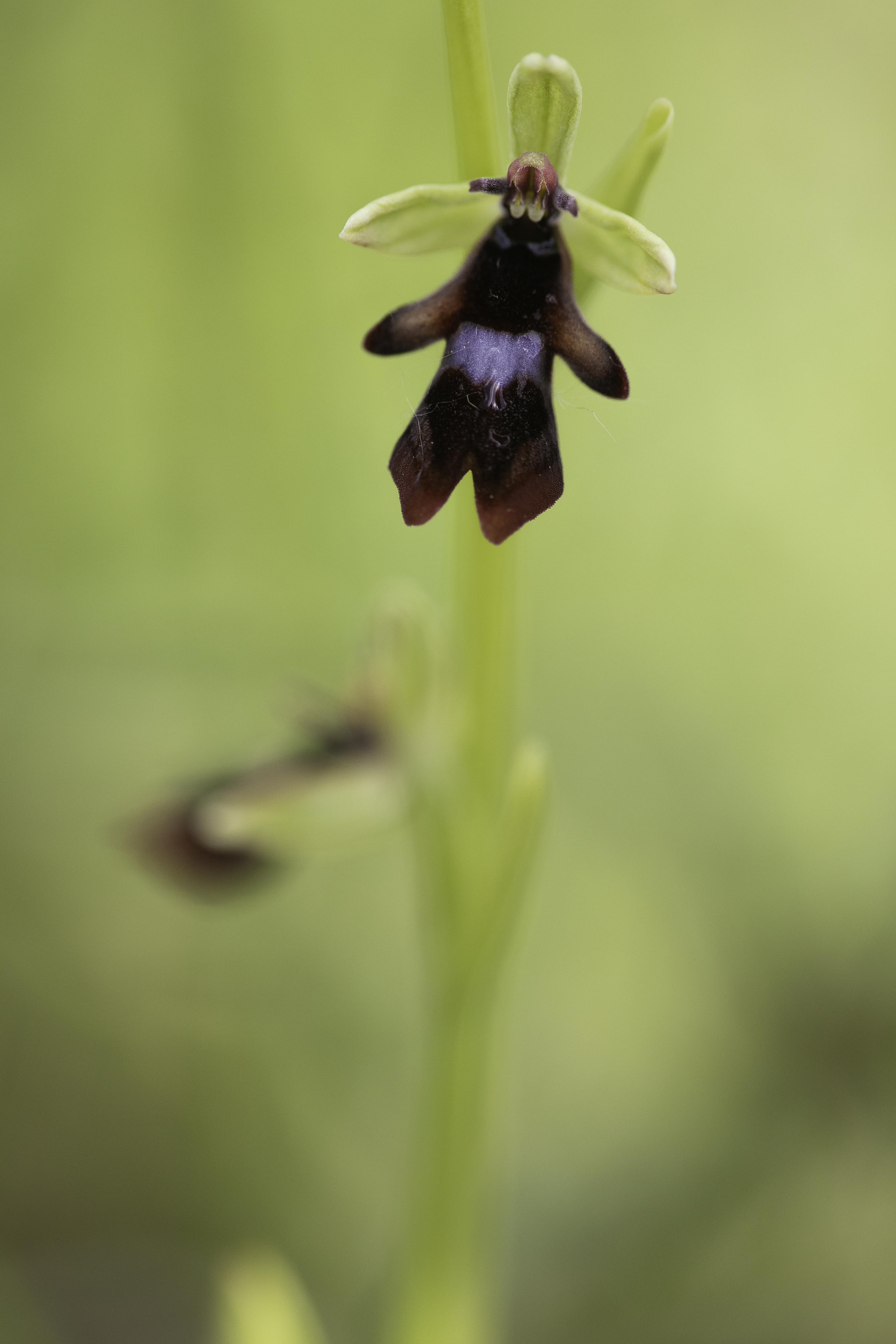 Fly Orchid (Ophrys insectifera)