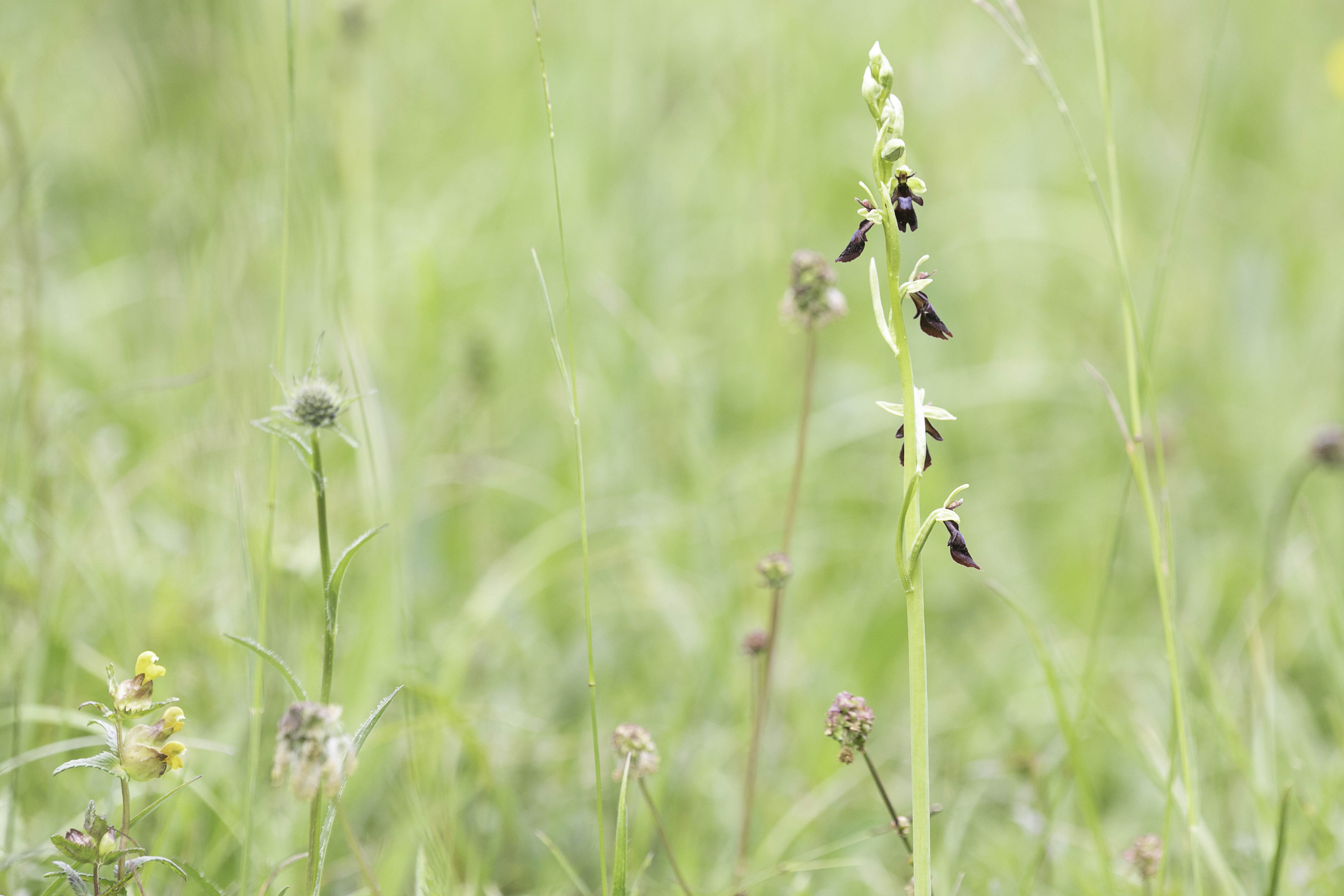 Vliegenorchis (Ophrys insectifera)